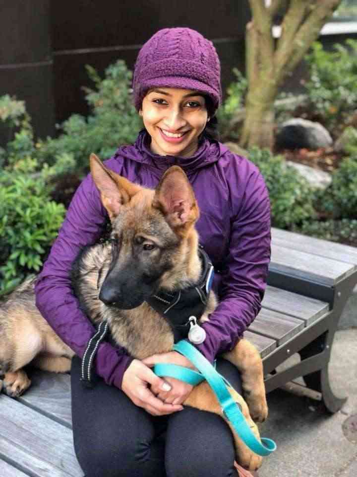 german shepard puppy