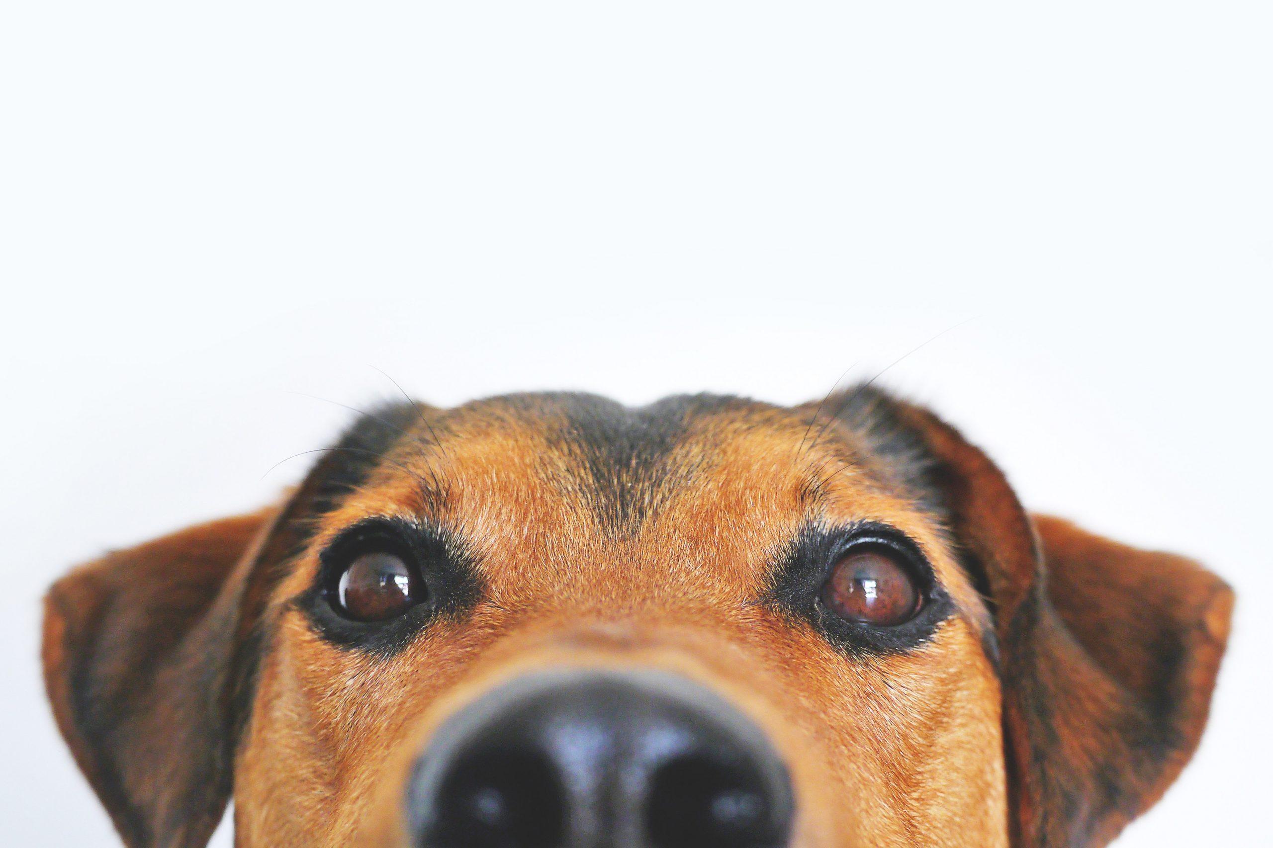 why families need a dog at home