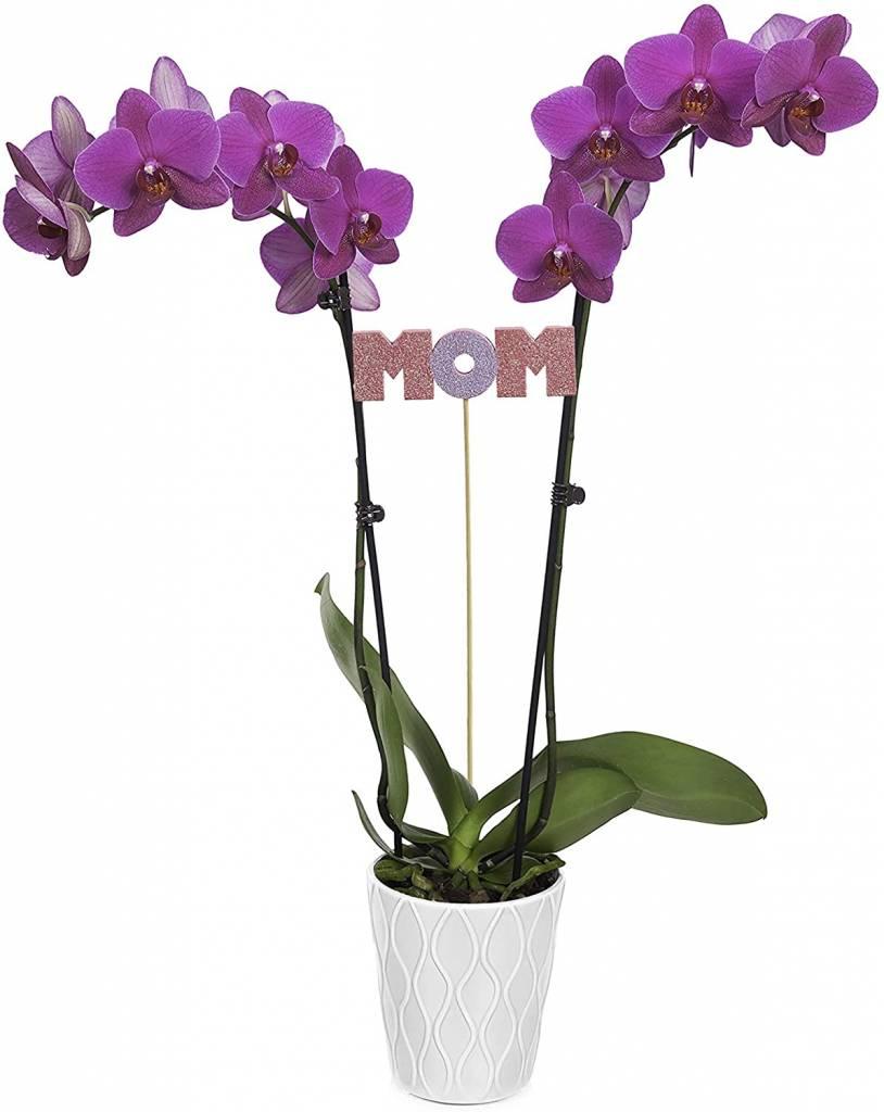 orchid plant for mom