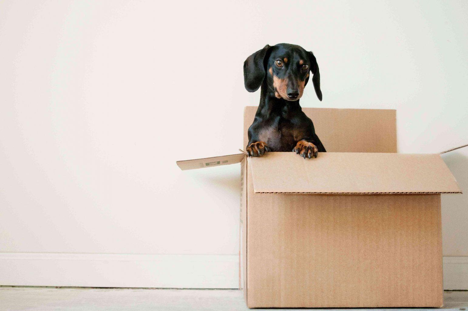 dog-in-moving-box-teachworkoutlove.com