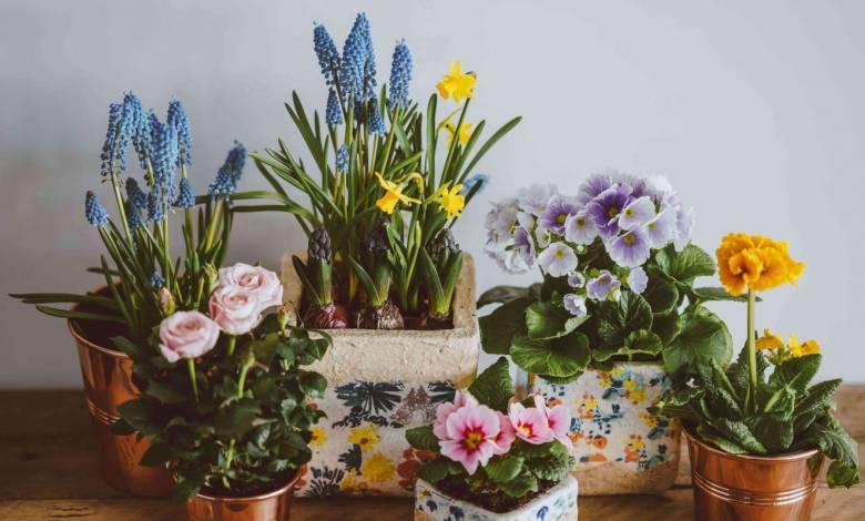 The Perfect Houseplants For You Based on Zodiac Sign