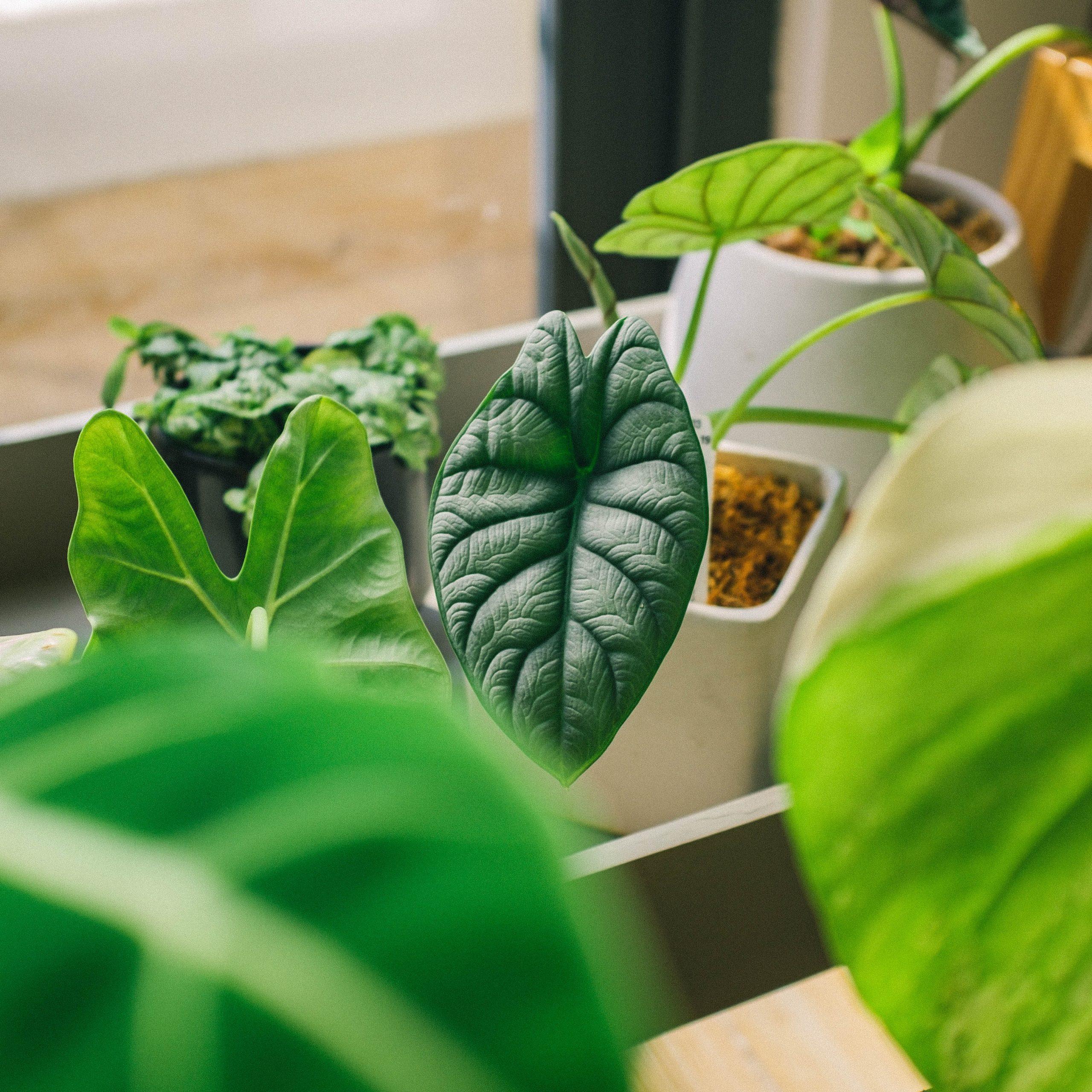 alocasia
