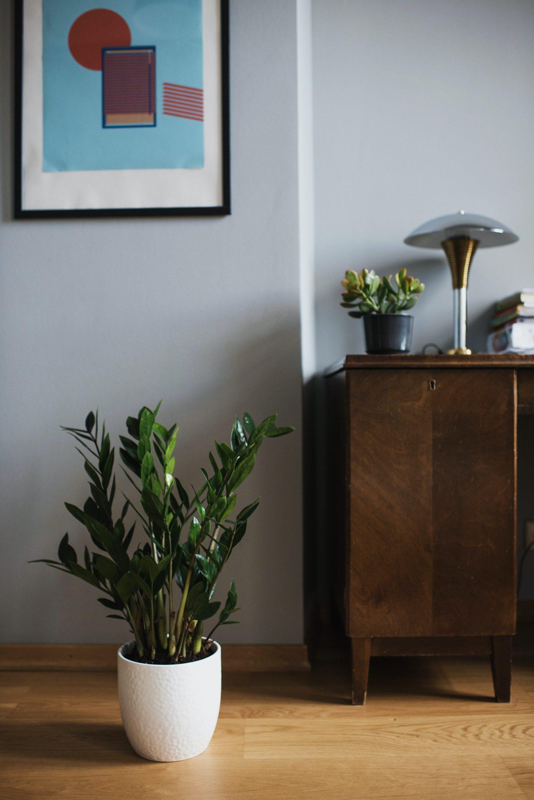 zz plant picses