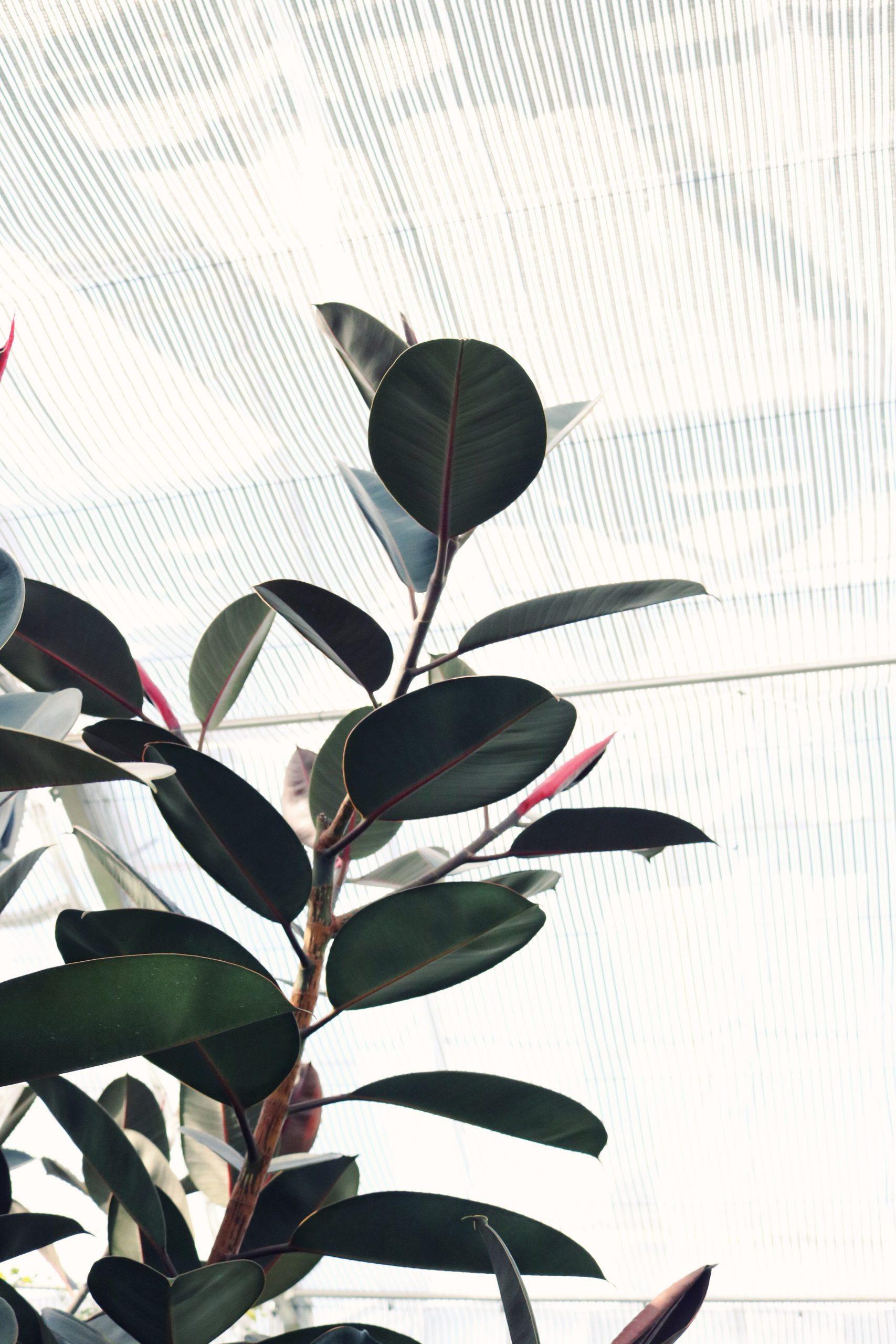 virgo rubber plant