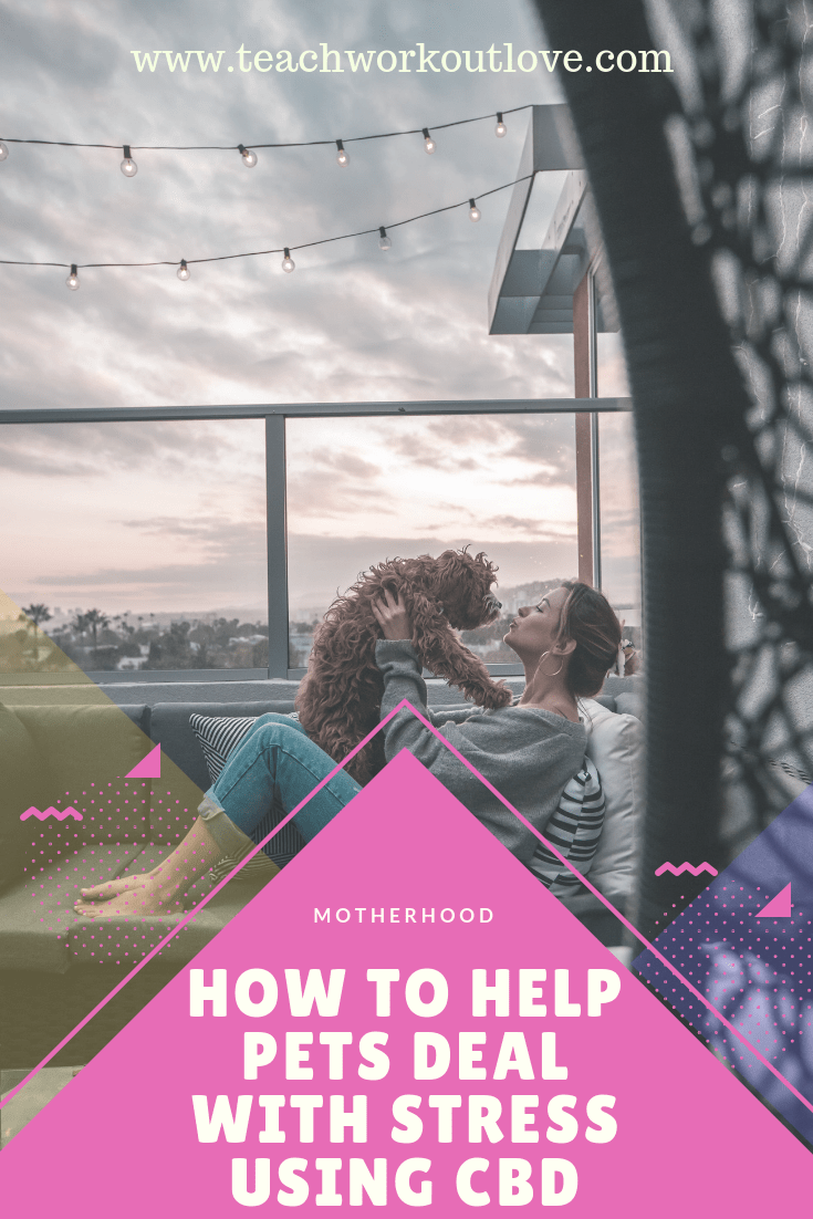 help-pets-deal-with-anxiety-teachworkoutlove.com