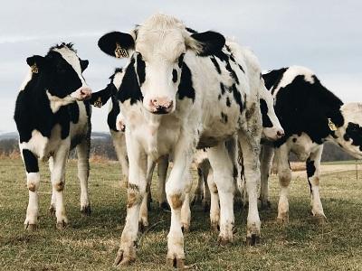Cow Milk Baby Formulas