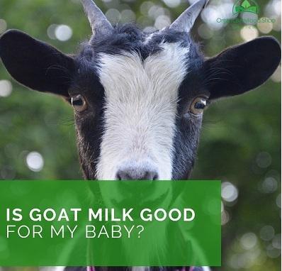 Goat Milk Formula