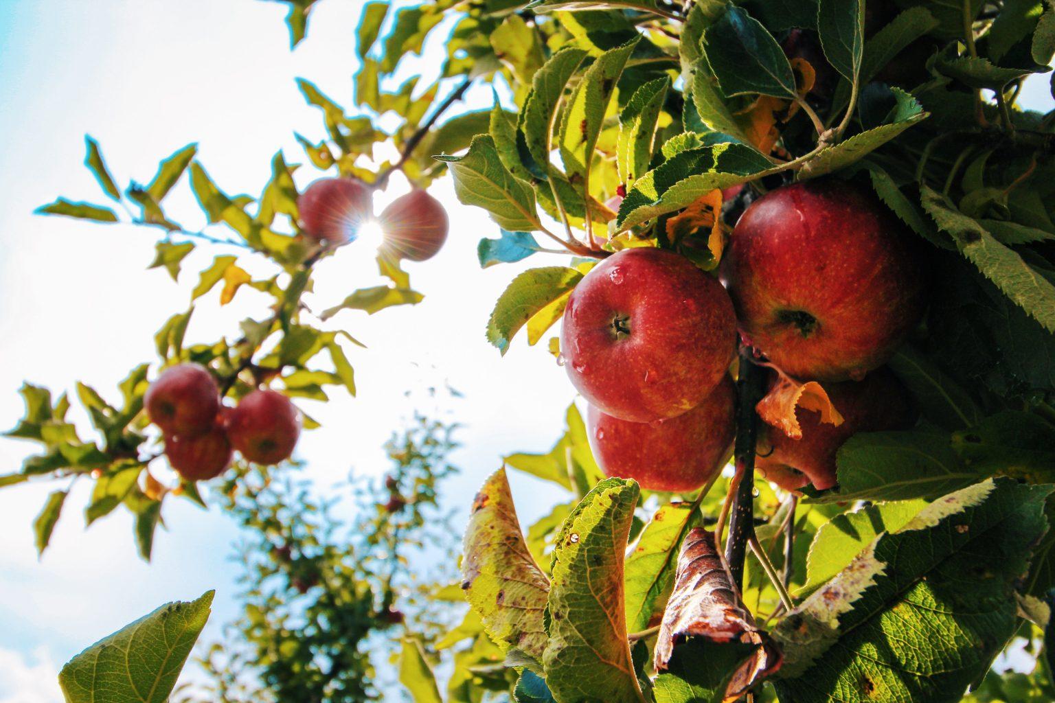 apples-on-apple-tree