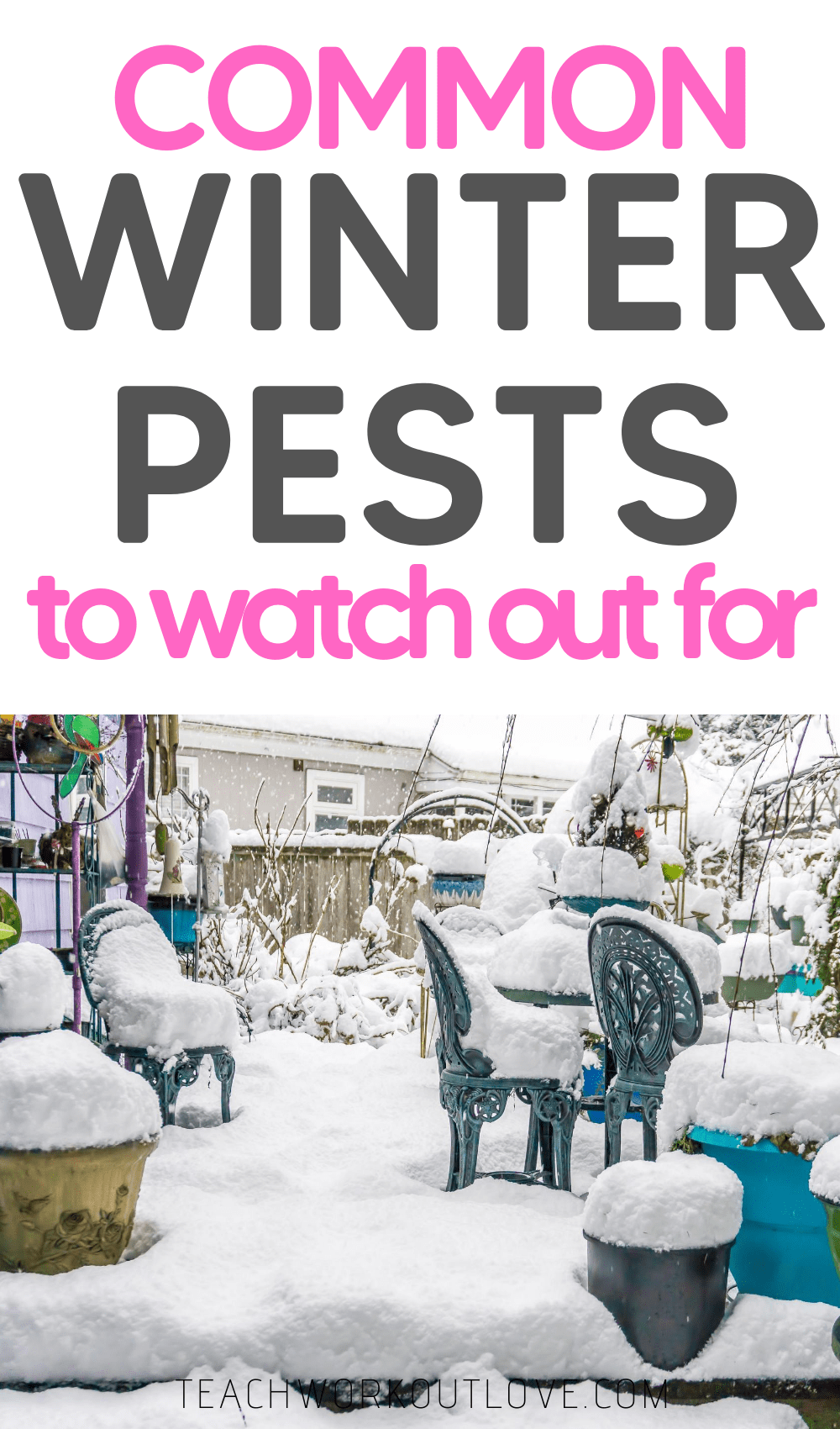 Summer season is almost over, and we are about to welcome the winter season! Here are some winter pests that you should watch out during winters:
