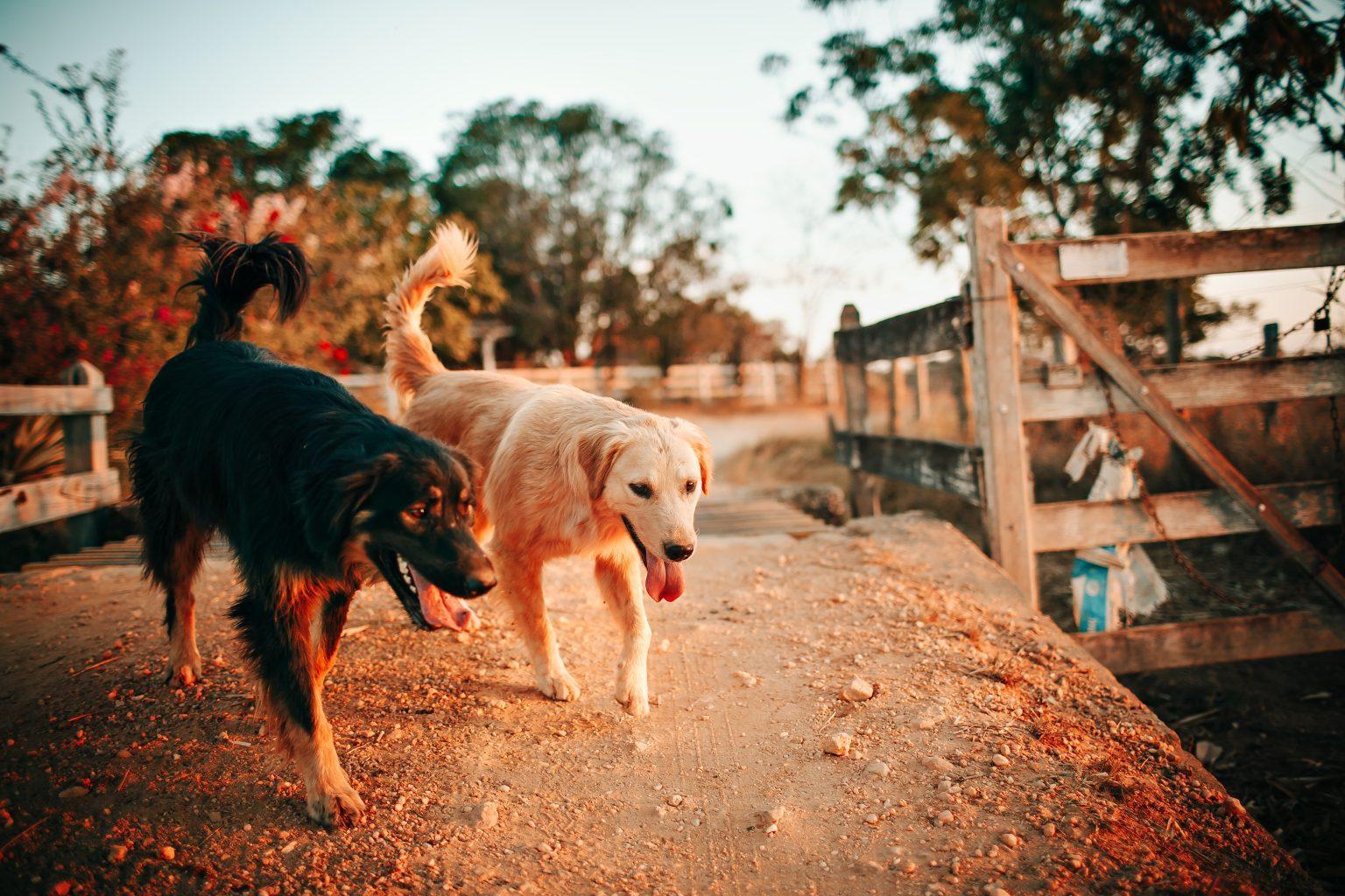 making your home pet hair free