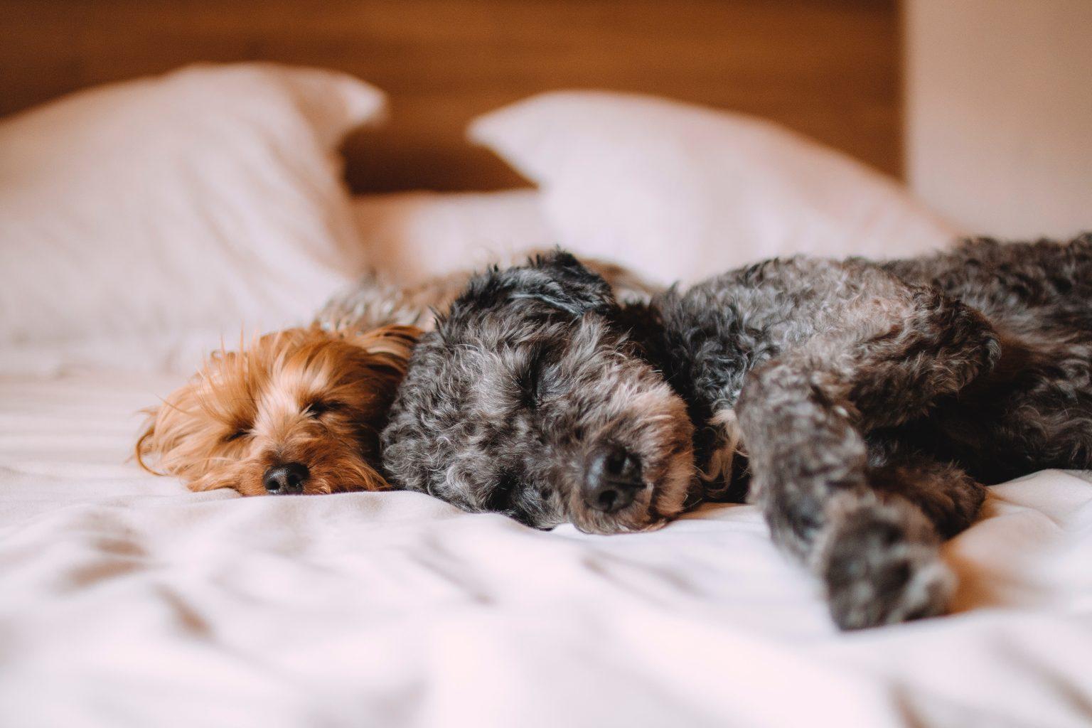 pet-hair-free-dogs