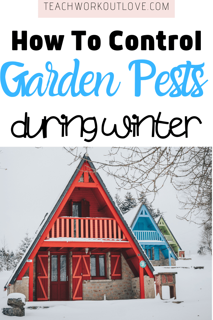 From the natural wonders of frost, to encouraging birds into the garden, read on for some useful advice on how to control garden pests through the winter.