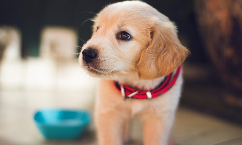 5 Dog Training Commands That Your Dog Needs to Learn
