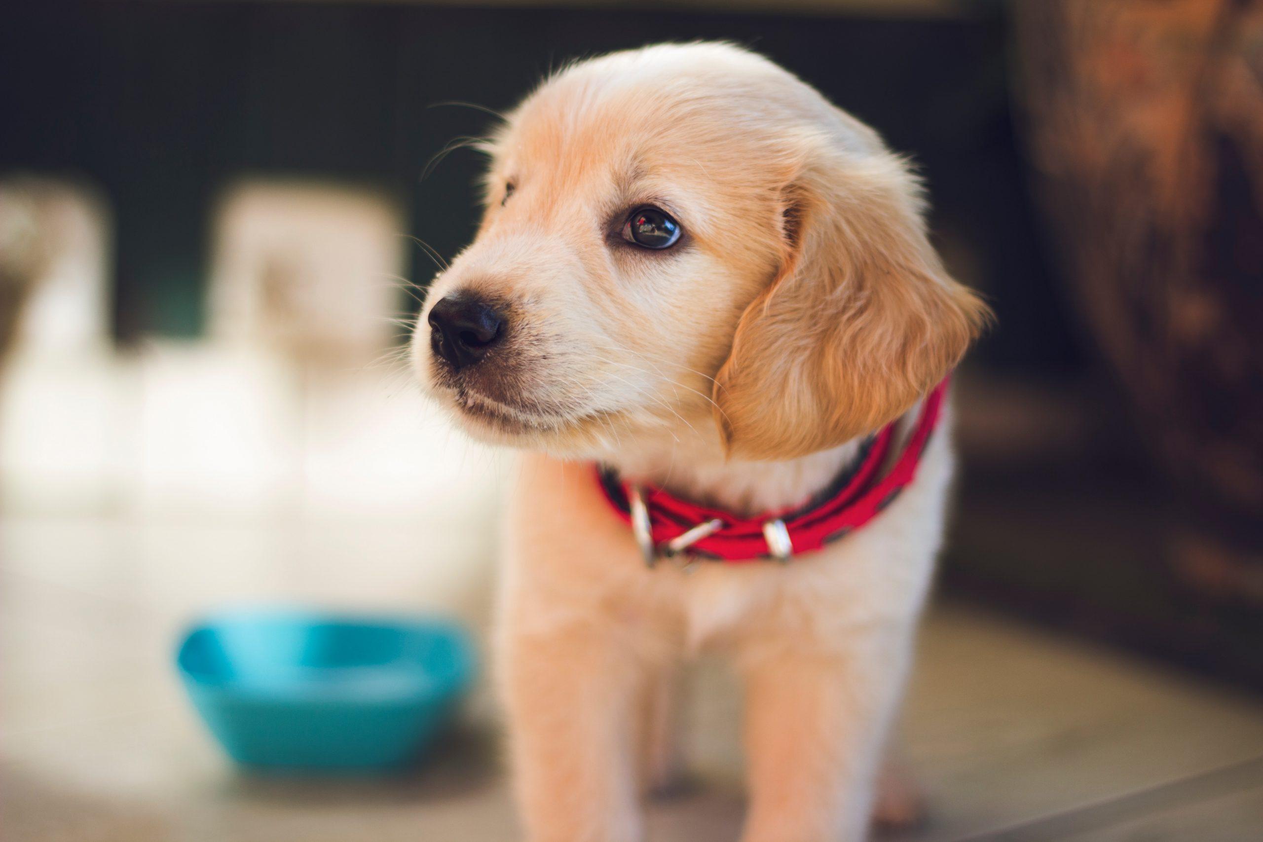 Top 5 Dog Training Commands Your Dog Needs to Learn