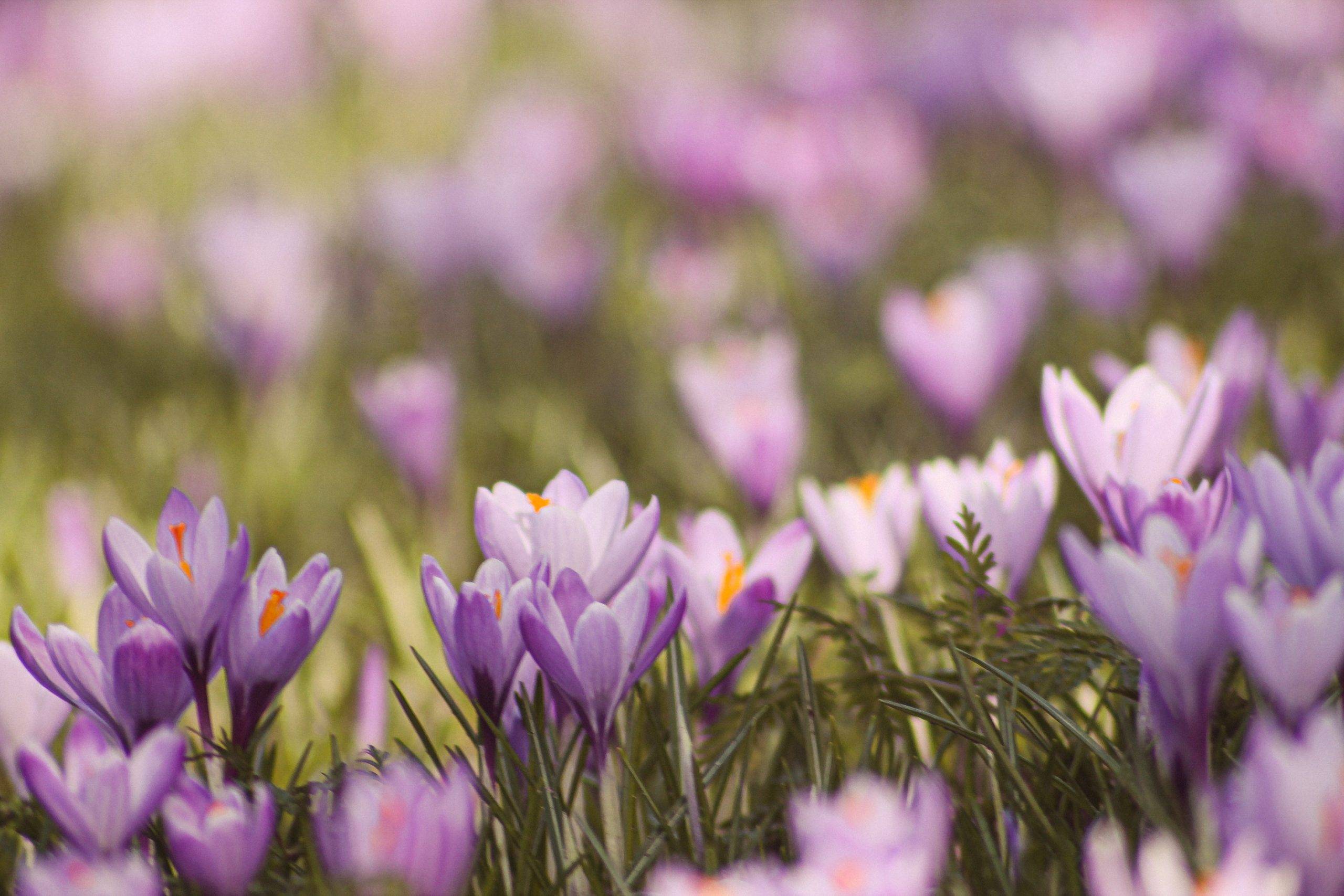 gardening and planting flowers