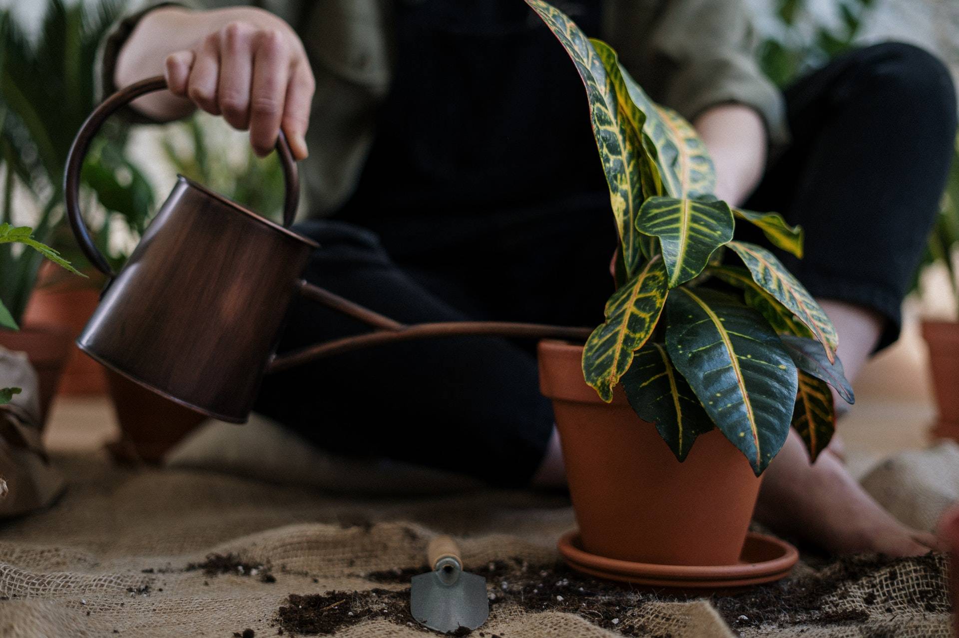 person watering a potted plant