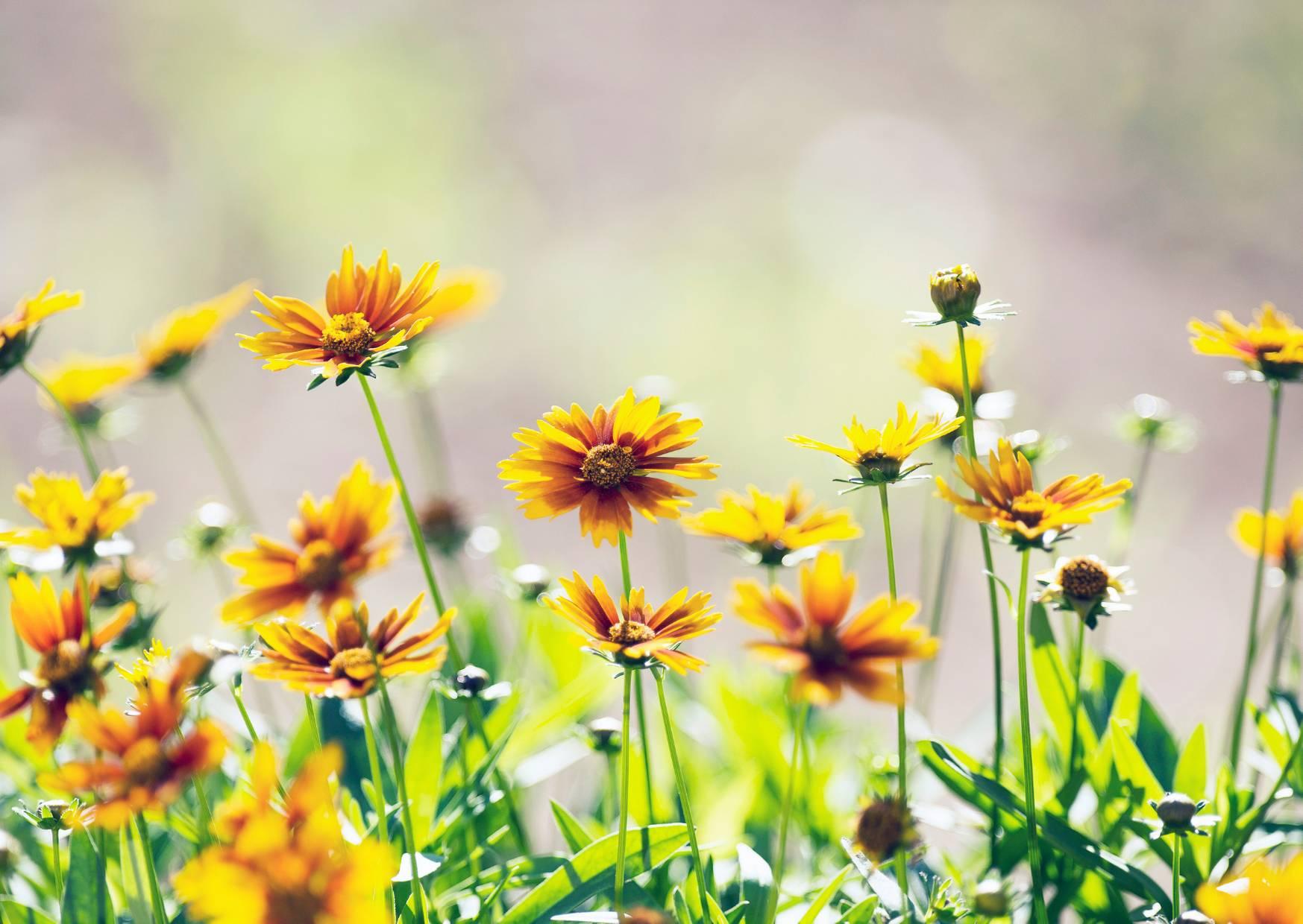 Spring to Summer: How to Get Your Garden and Trees Ready!