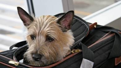 How To Effectively Travel With Pets