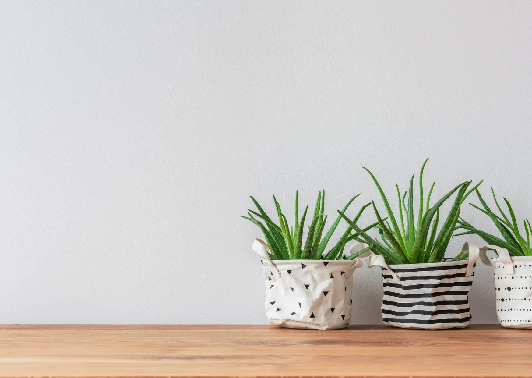 plants for your home