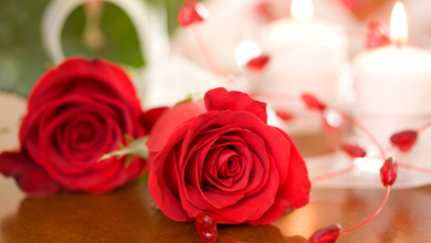 5 Fascinating Facts About Roses