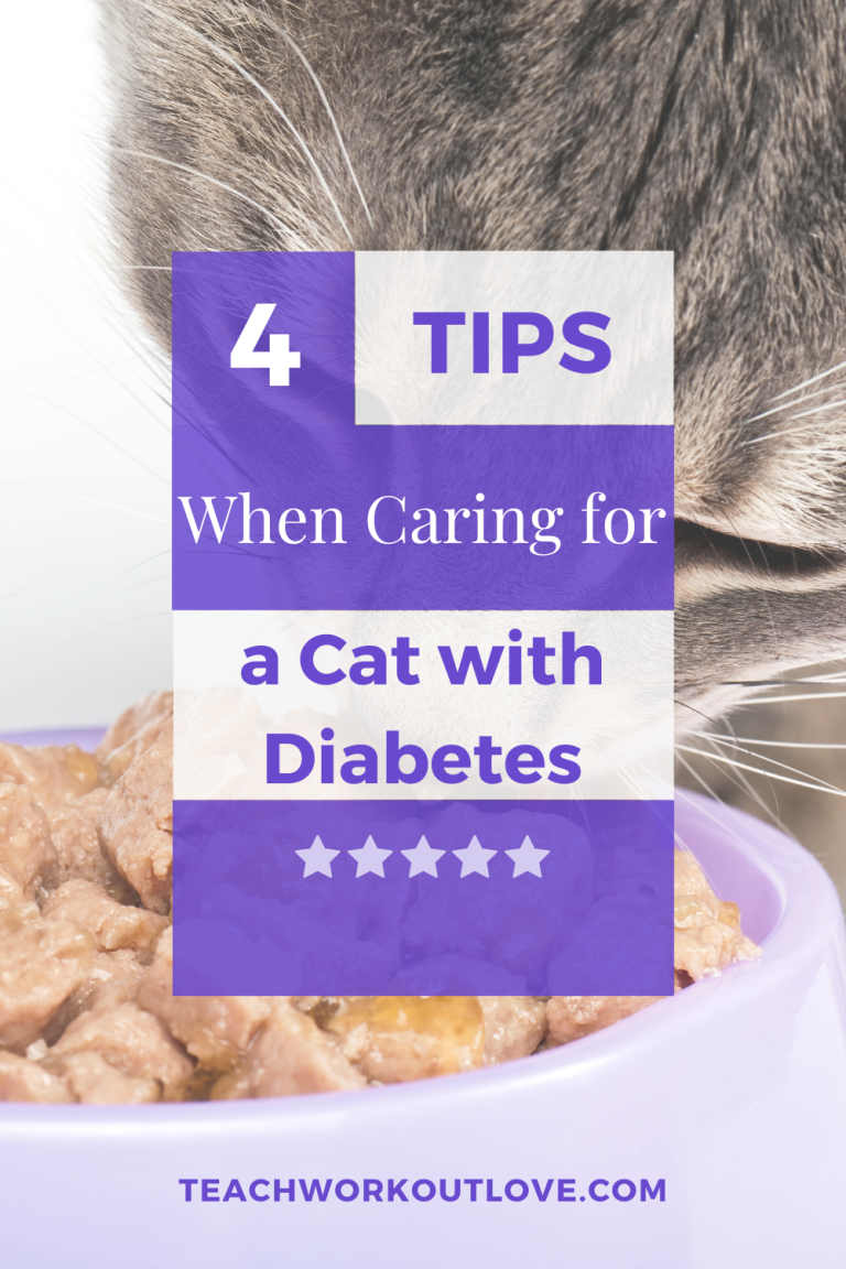 How to Care for a Cat With Diabetes Teach.Workout.Love