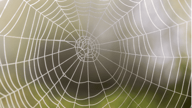Spider Control: Tips for Keeping Your Home Spider-Free