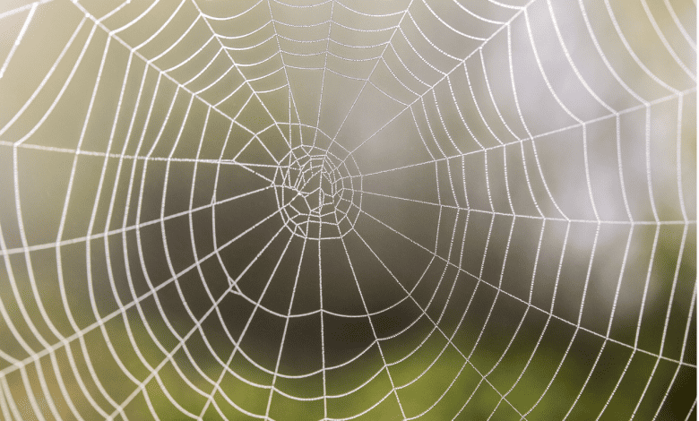 Spider Control: Tips for Keeping Your Home Spider-Free