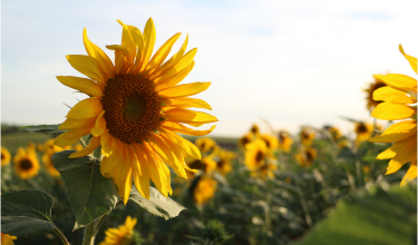 How Climate Change Affects the Summer Months and How You Can Stay Safe and Healthy